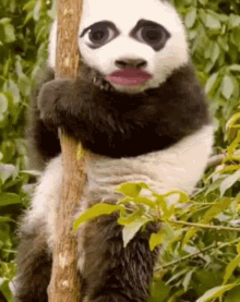 panda help snapchat face weird