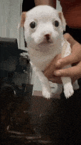 a person is holding a white chihuahua puppy in their hands .
