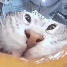 a close up of a cat 's face with its mouth open in a bathtub .