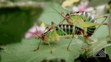 two grasshoppers are sitting on a green leaf with a triangle logo in the corner