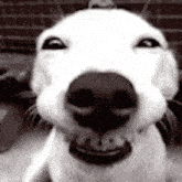Happy Dog Sad GIF - Happy Dog Dog Sad GIFs