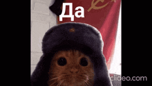 a close up of a cat wearing a hat with the word da on it