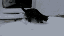 What Is This Snow GIF - Animals Cat Snow GIFs