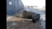 Pushup Soldier GIF - Pushup Soldier GIFs