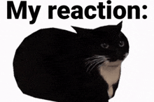 Silly My Reaction To That Information GIF - Silly My Reaction To That Information Cat GIFs