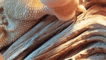 Trimming Bearded Dragons Nail Cutting Nails GIF - Trimming Bearded Dragons Nail Cutting Nails Pet Care GIFs