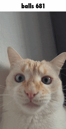 a close up of a cat with the text balls 681 above it