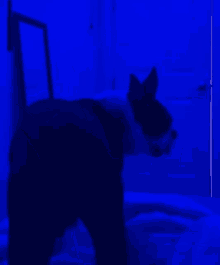 a dog is standing in front of a blue wall
