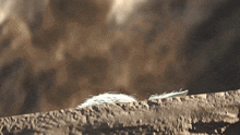 a feather is laying on a concrete surface