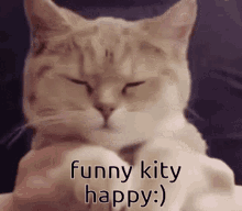 Minoritygang Cat GIF - Minoritygang Cat Kitty GIFs