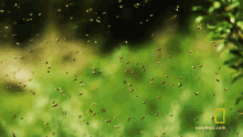 a bunch of mosquitoes are flying in the air with natgeotv.com on the bottom