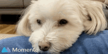 Dog Maltese GIF