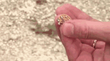 A Florida Man Happened Across A Rare Piece Of Jewelry While Hunting For Pythons. GIF - Florida Man Jewelry Phython GIFs