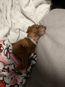 Dog Sleeping GIF - Dog Sleeping GIFs