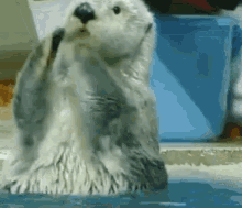 Applause Sea Otter GIF - Applause Sea Otter GIFs