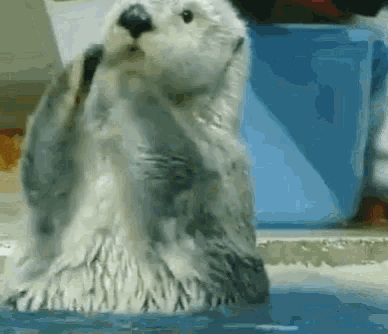applause-sea-otter.gif