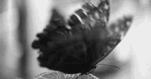 Black Butterfly GIF - Black Butterfly Gothic GIFs