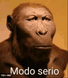 Modo Serio Mamaco GIF - Modo Serio Mamaco Macaco Serio GIFs