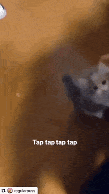 Cat Silly GIF - Cat Silly Tap GIFs