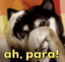 Ah Para / Tímido / Timidez / Vergonha / Catiorro / Cachorro GIF - Oh Stop It Dog Doggo GIFs