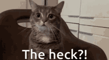 Theheck Heck GIF - Theheck Heck Cat GIFs