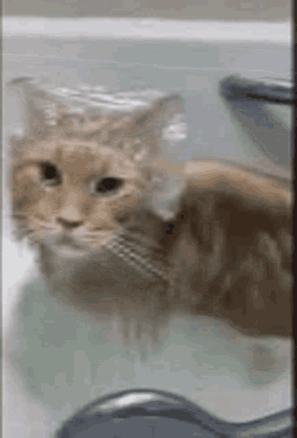 https://media.tenor.com/qpP7vEIZJsIAAAAe/shower-cat.png