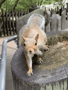 dance off moves dance squirrel