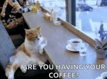 Are You Having Your Coffee Cat GIF - Are You Having Your Coffee Cat Bored GIFs