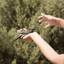 Bird Rehabilitation GIF - Bird Rehabilitation Release GIFs
