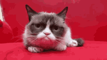 Grumpy Gatto Imbronciato No Secco GIF - Grumpy Cat No Down Flat GIFs
