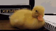 Sleepy Duck GIF - Sleepy Tired Duck GIFs