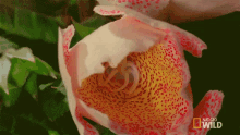 Bloom An Orchids Trap GIF