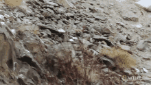 Running Snow Leopard Day GIF - Running Snow Leopard Day Agility GIFs