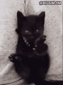 Kitten Black Cat GIF