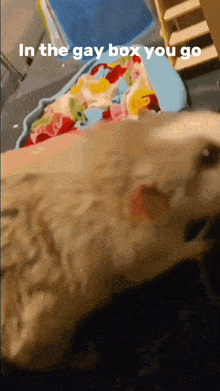 a dog is laying in a box with the words in the gay box you go