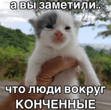 a person is holding a small kitten in their hands with a caption in russian