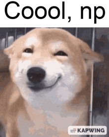 Cool Happy Dog GIF - Cool Happy Dog Np GIFs