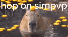 Simpvp Capybara GIF - Simpvp Capybara GIFs