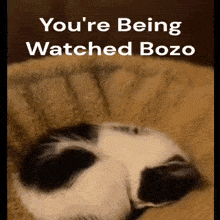 Watching You Cat GIF - Watching You Cat GIFs