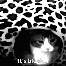 a black and white photo of a cat with the words " it 's bleak " below it