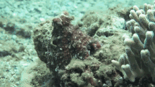 octopus scuba marine life underwater sea life