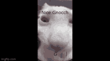 Nice Gnocch G GIF - Nice Gnocch G GIFs