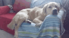 Golden Retriever Lazy GIF - Golden Retriever Lazy Dog GIFs
