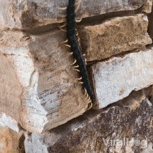Hiding Centipede Viralhog GIF - Hiding Centipede Viralhog Crawling Inside GIFs