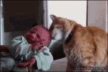 Baby Cats GIF - Baby Cats GIFs