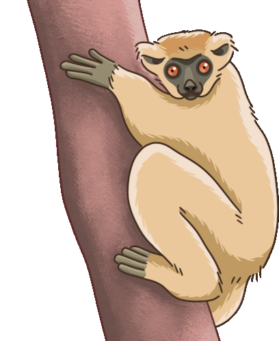 Lemur Sifaka Sticker - Lemur Sifaka Golden Crowned Sifaka Stickers