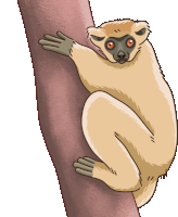 Lemur Sifaka Sticker