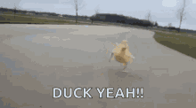 Duck Yeah GIF - Duck Yeah GIFs