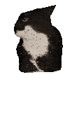 a black head with a white background is shown