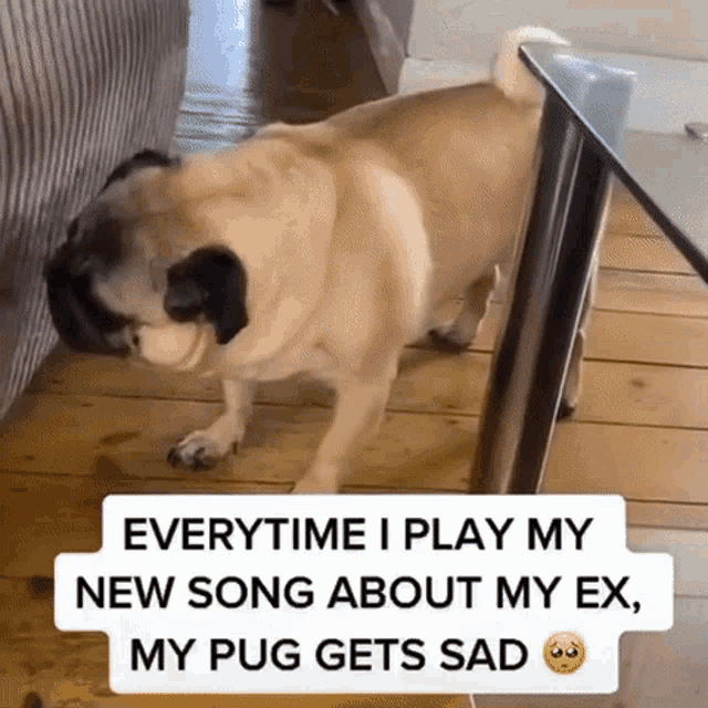 Baby pugs hot sale playing